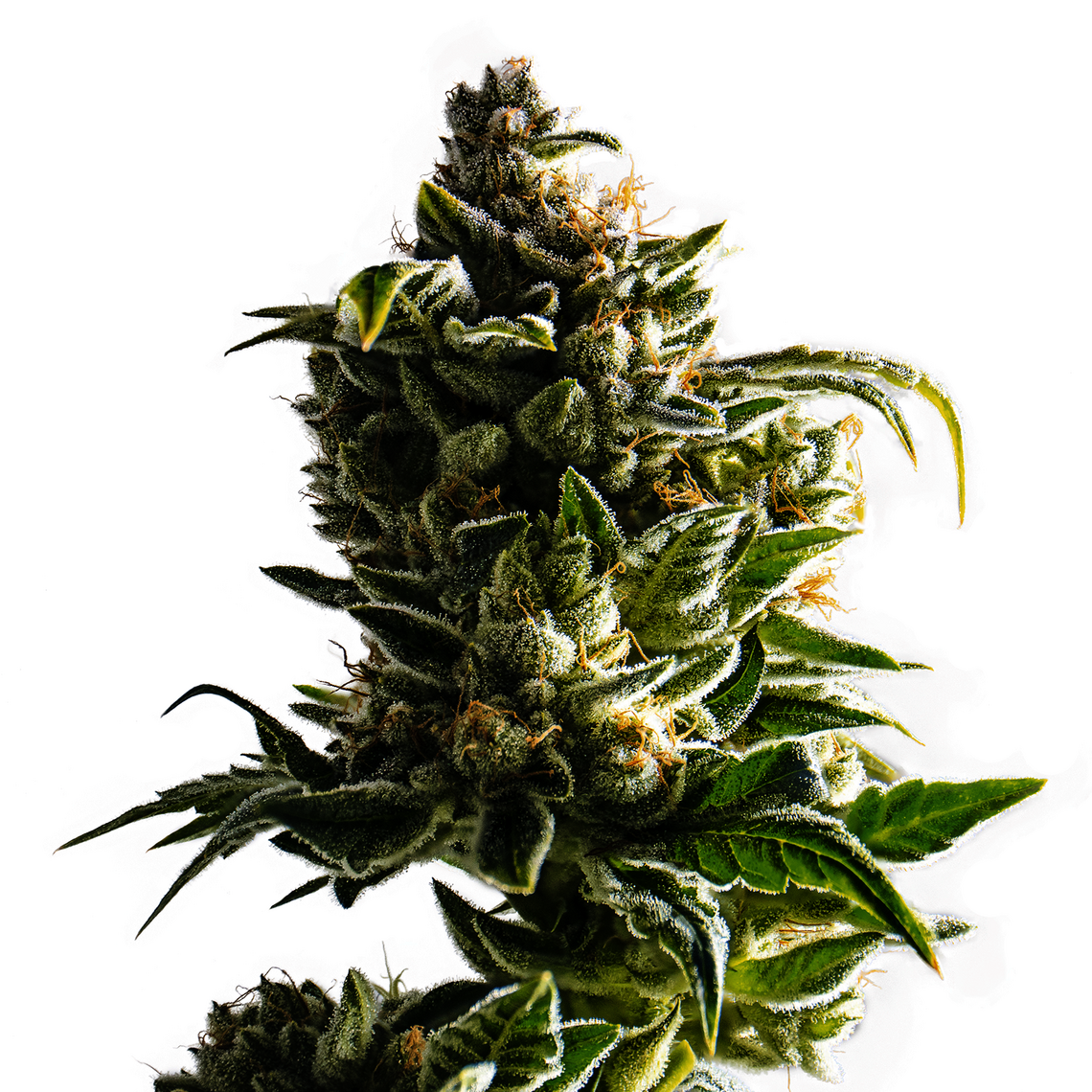 Close-up of a cannabis flower.