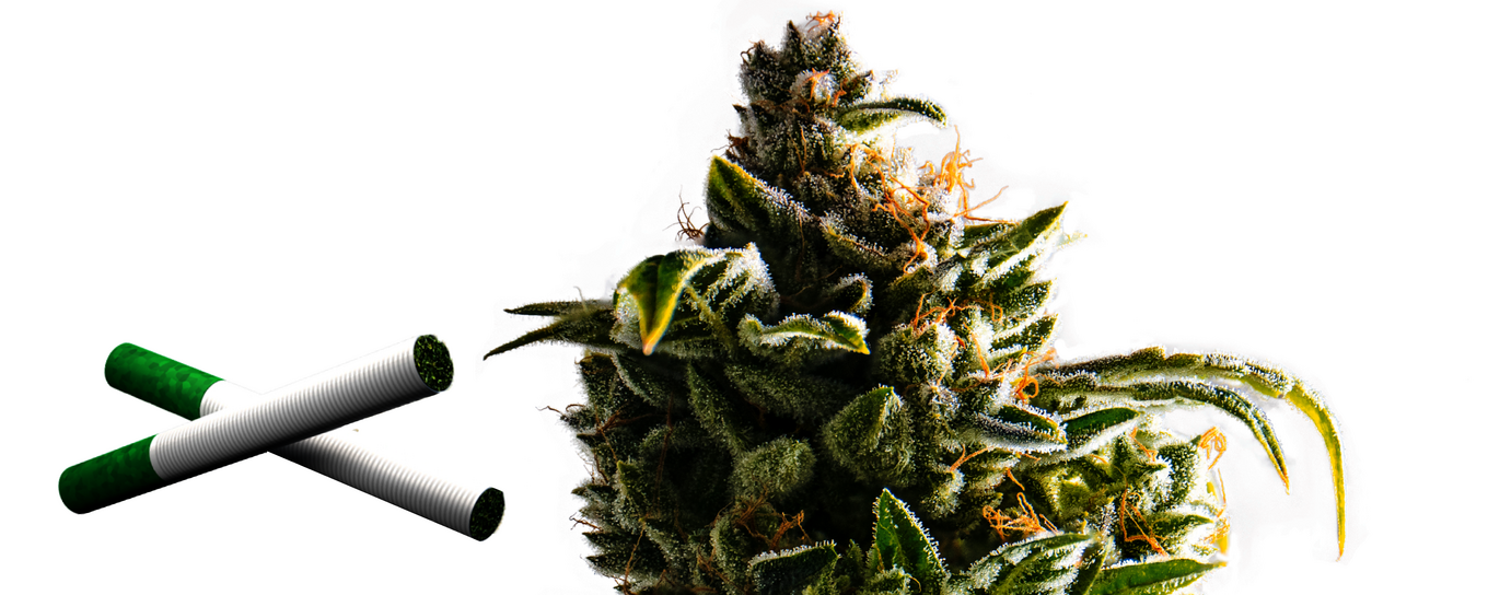 Two hemp pre-rolls next to a cannabis flower.